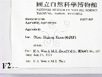 傘菌屬藏品圖，第2張
