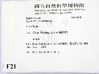 鵝膏屬藏品圖，第2張