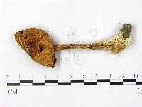 鵝膏屬藏品圖，第1張