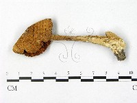 鵝膏屬藏品圖，第3張