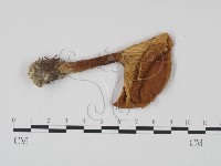 登錄號:F0021849藏品圖，第3張