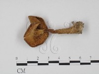 登錄號:F0021850藏品圖，第1張