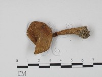 登錄號:F0021850藏品圖，第3張