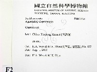 鬼傘屬藏品圖，第2張