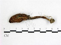 鬼傘屬藏品圖，第1張