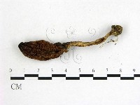 鬼傘屬藏品圖，第3張