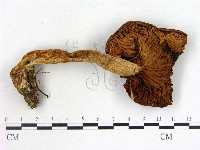 登錄號:F0021852藏品圖，第3張
