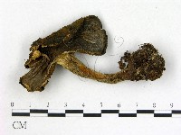 登錄號:F0021853藏品圖，第1張