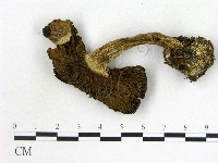 登錄號:F0021853藏品圖，第3張