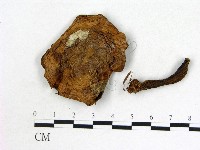 登錄號:F0021854藏品圖，第1張