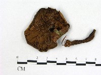 登錄號:F0021854藏品圖，第3張