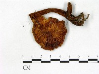 登錄號:F0021855藏品圖，第3張