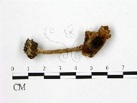 登錄號:F0021857藏品圖，第1張