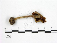 登錄號:F0021857藏品圖，第3張