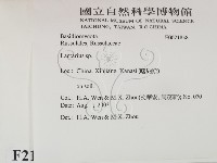 乳菇屬藏品圖，第2張