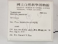 乳菇屬藏品圖，第2張