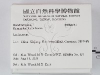 乳菇屬藏品圖，第2張