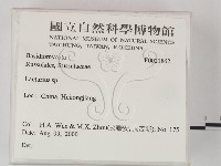 乳菇屬藏品圖，第2張