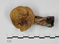 登錄號:F0021865藏品圖，第1張