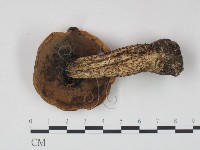 登錄號:F0021865藏品圖，第3張