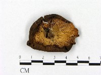 登錄號:F0021866藏品圖，第3張