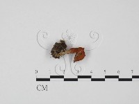 登錄號:F0021870藏品圖，第1張