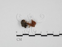 登錄號:F0021870藏品圖，第3張