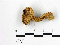 登錄號:F0021871藏品圖，第1張