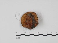 紅菇屬藏品圖，第1張