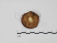 紅菇屬藏品圖，第3張