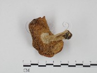 紅菇屬藏品圖，第3張