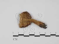 紅菇屬藏品圖，第3張