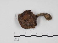 登錄號:F0021877藏品圖，第1張