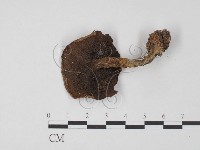 登錄號:F0021877藏品圖，第3張