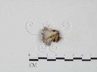 裂褶菌藏品圖，第1張