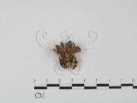 裂褶菌藏品圖，第3張