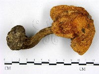 登錄號:F0021879藏品圖，第1張