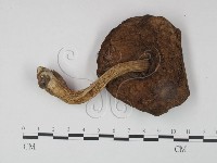 登錄號:F0021881藏品圖，第1張