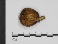 登錄號:F0021882藏品圖，第3張