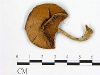 登錄號:F0021884藏品圖，第1張