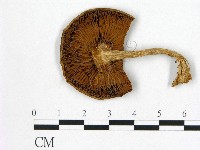 登錄號:F0021884藏品圖，第3張