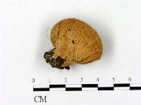 登錄號:F0021885藏品圖，第1張