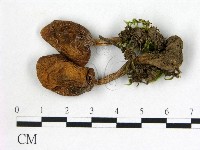 登錄號:F0021886藏品圖，第1張