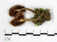 登錄號:F0021886藏品圖，第3張