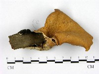 登錄號:F0021887藏品圖，第1張