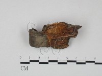 木層孔菌屬藏品圖，第3張