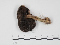 登錄號:F0021890藏品圖，第1張