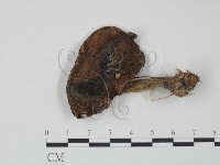 登錄號:F0021890藏品圖，第3張