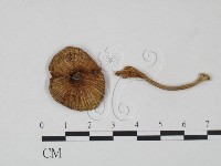 登錄號:F0021891藏品圖，第1張