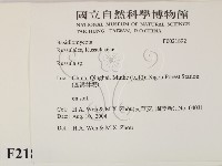 紅菇屬藏品圖，第2張